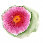 Chrysanthemum_NelsonS